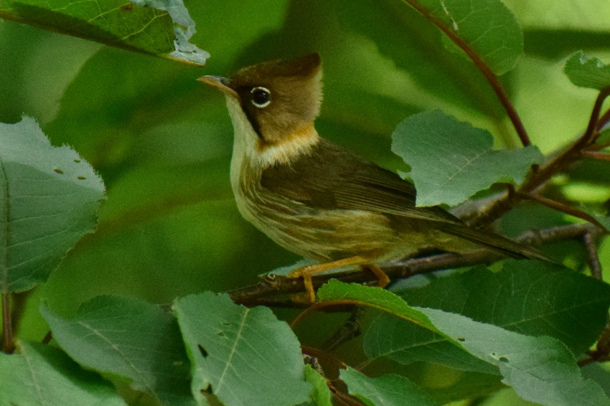 Whiskered Yuhina - ML623830611