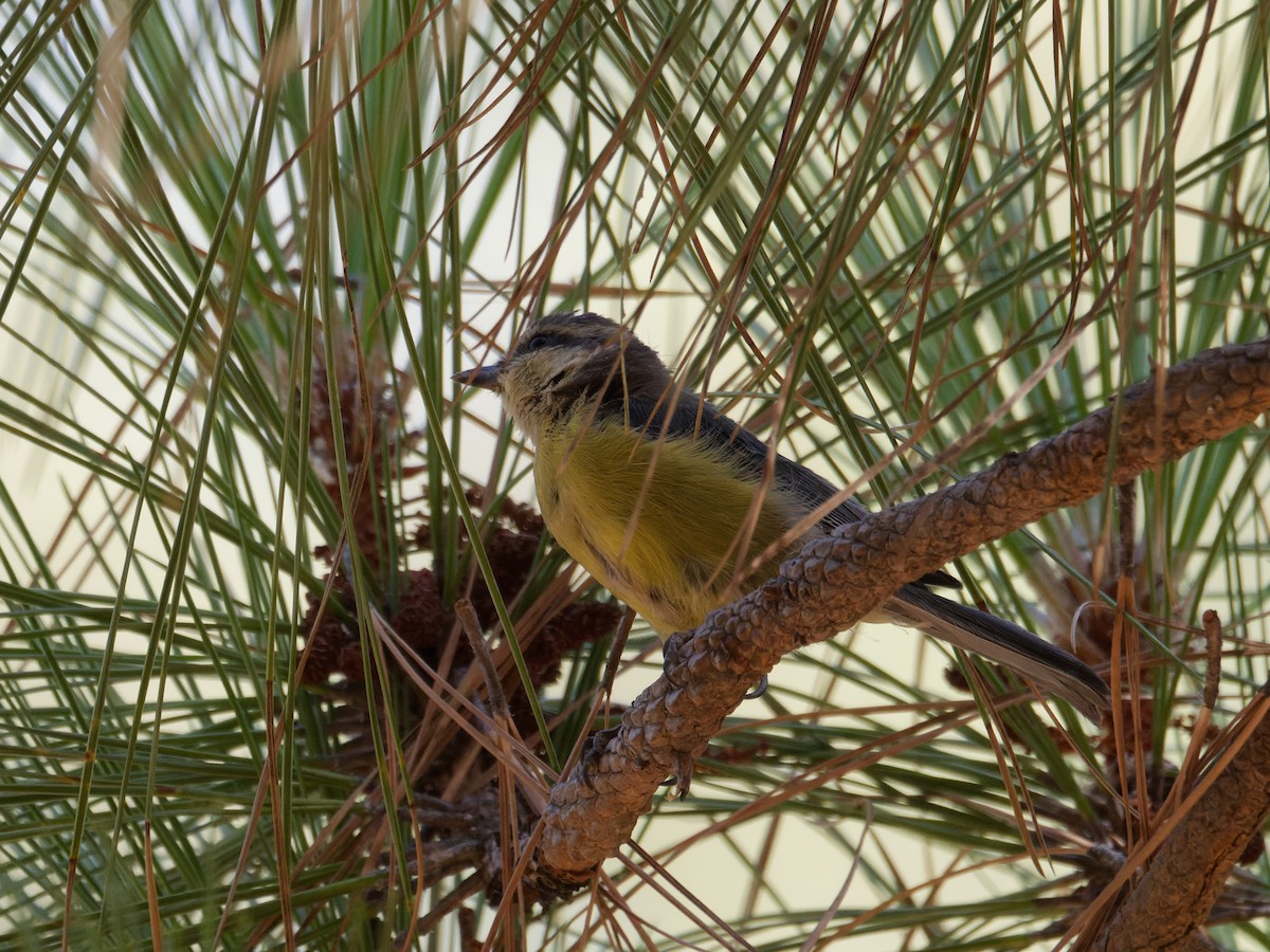 Mésange nord-africaine - ML623830613