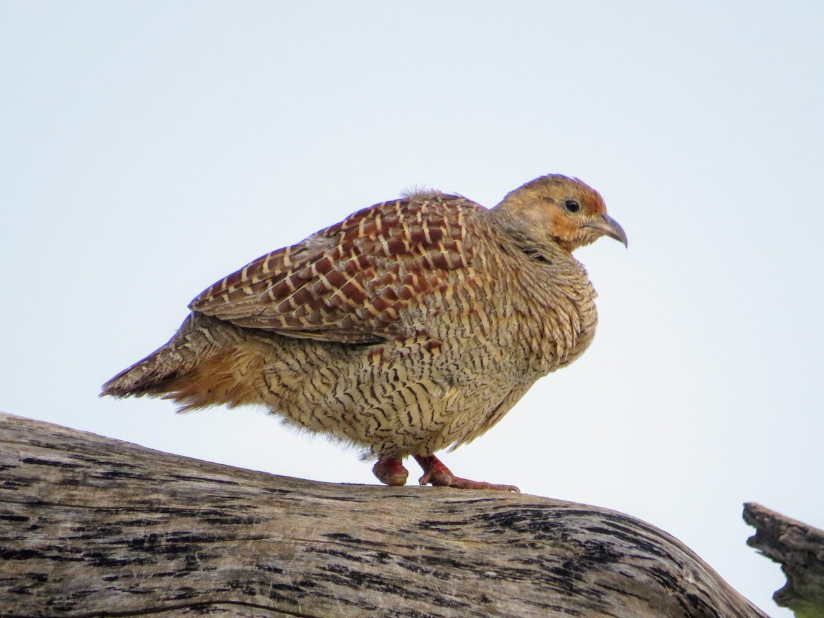 Gray Francolin - Mahmadanesh Khira