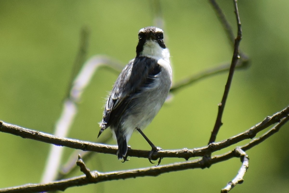 Gray Bushchat - ML623830619