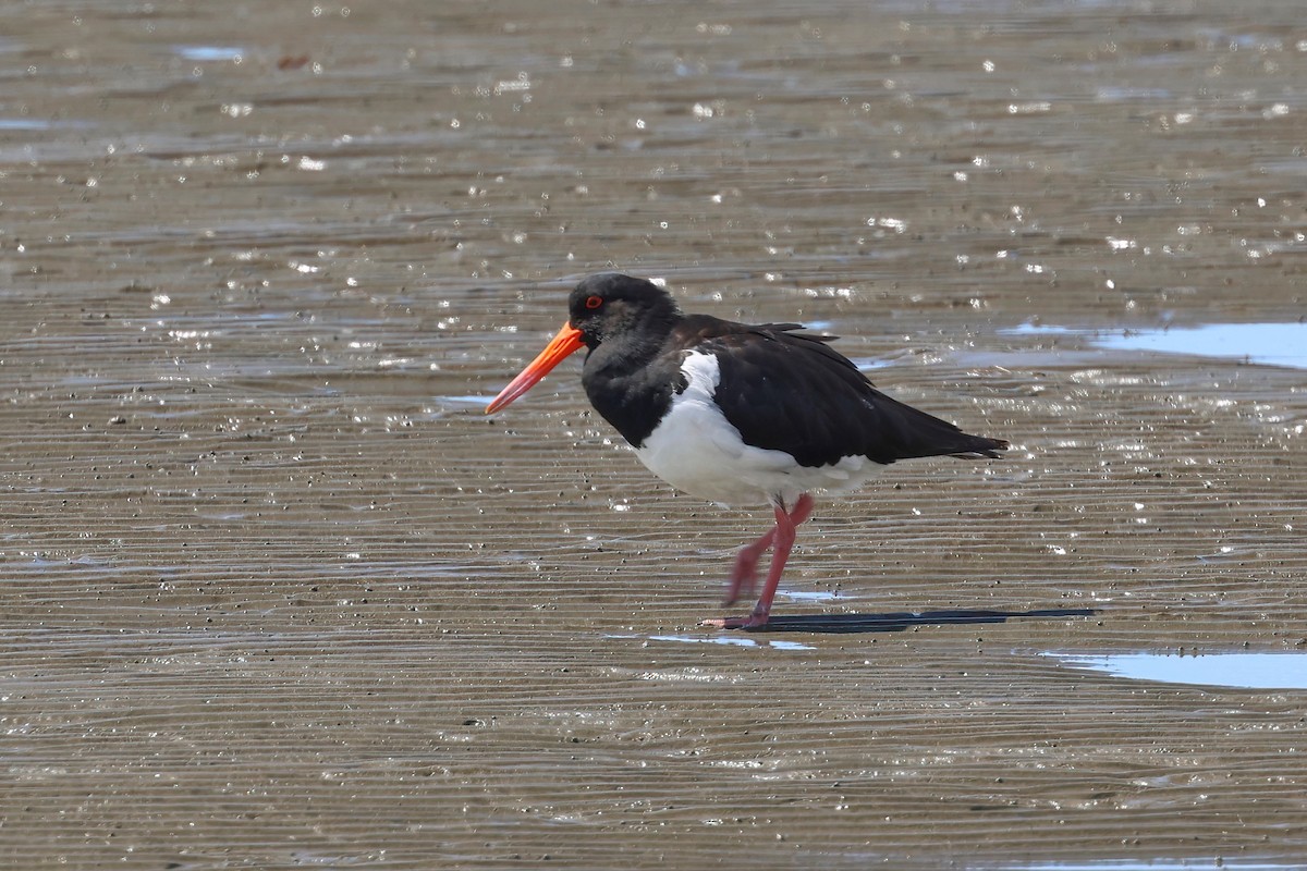 Pied Oystercatcher - ML623830633