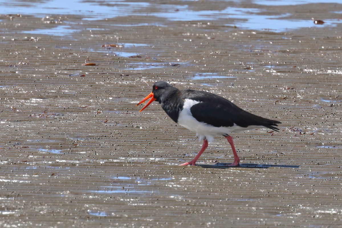 Pied Oystercatcher - ML623830634