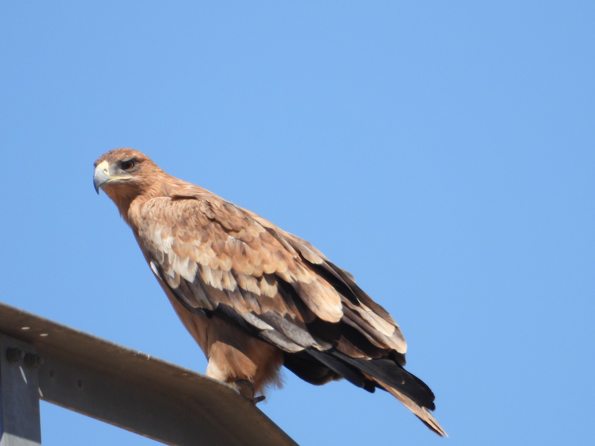 Iberienadler - ML623830667