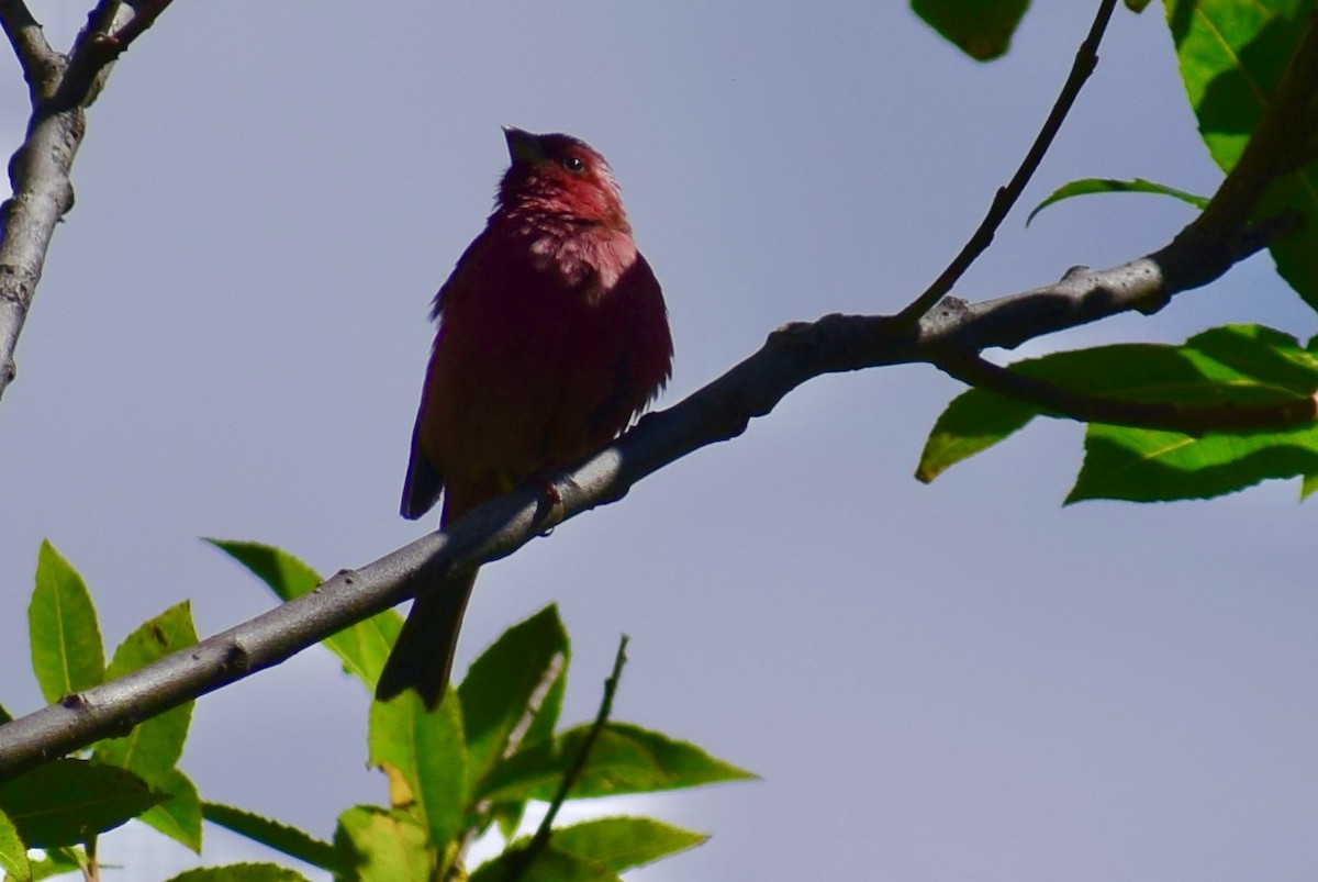 Common Rosefinch - ML623830684