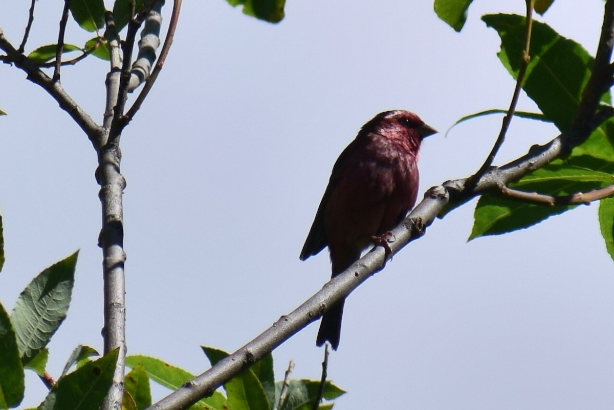 Common Rosefinch - ML623830685