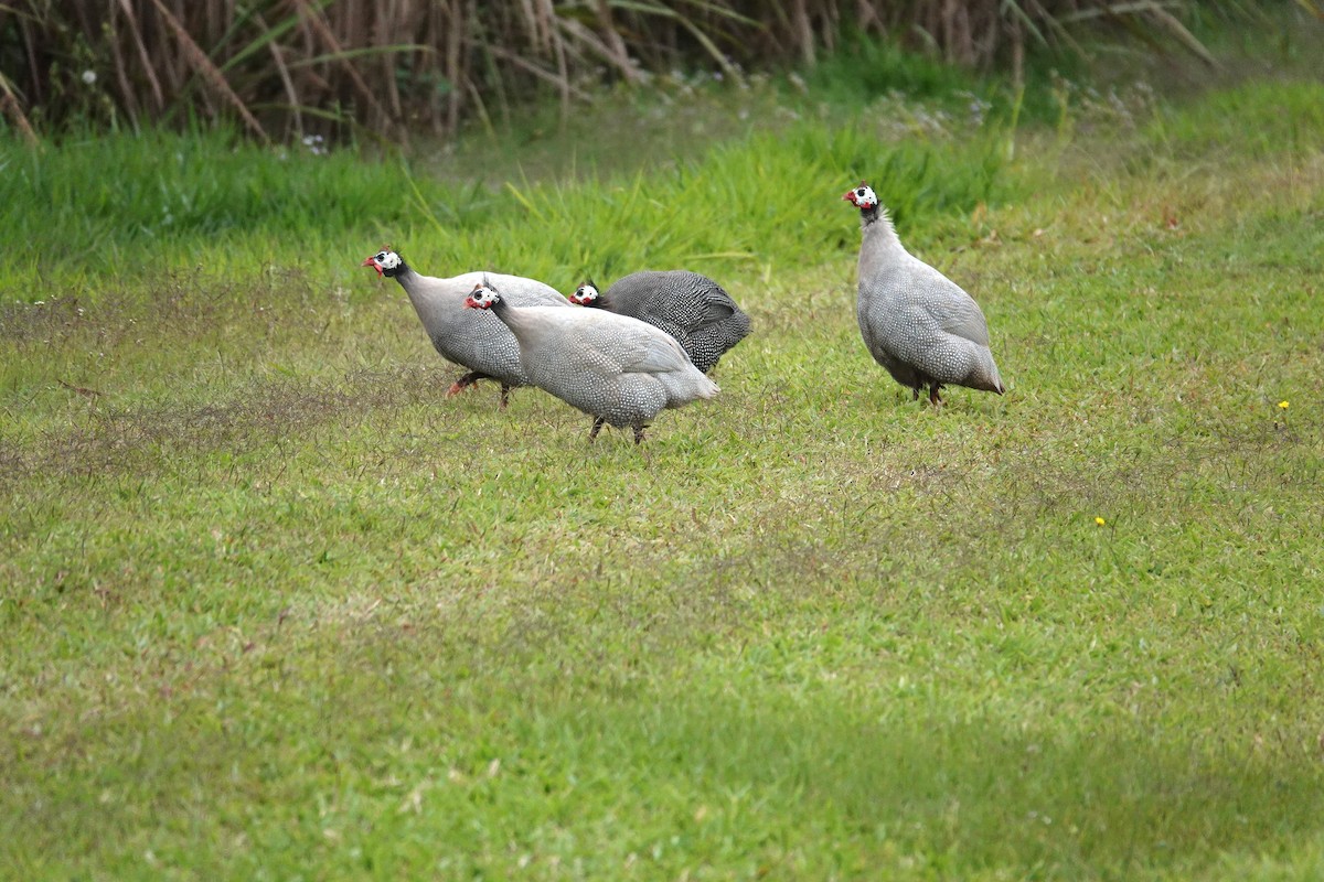 Helmeted Guineafowl (Domestic type) - ML623830703