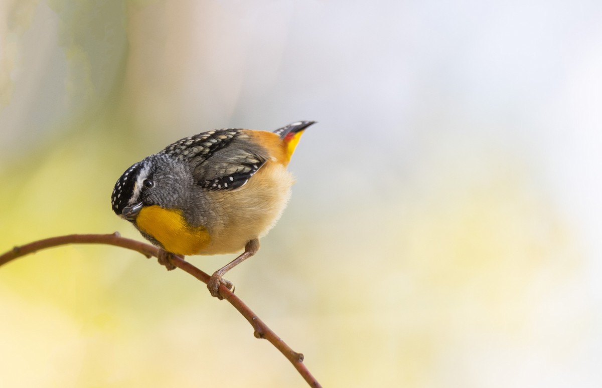 Pardalote pointillé - ML623830709