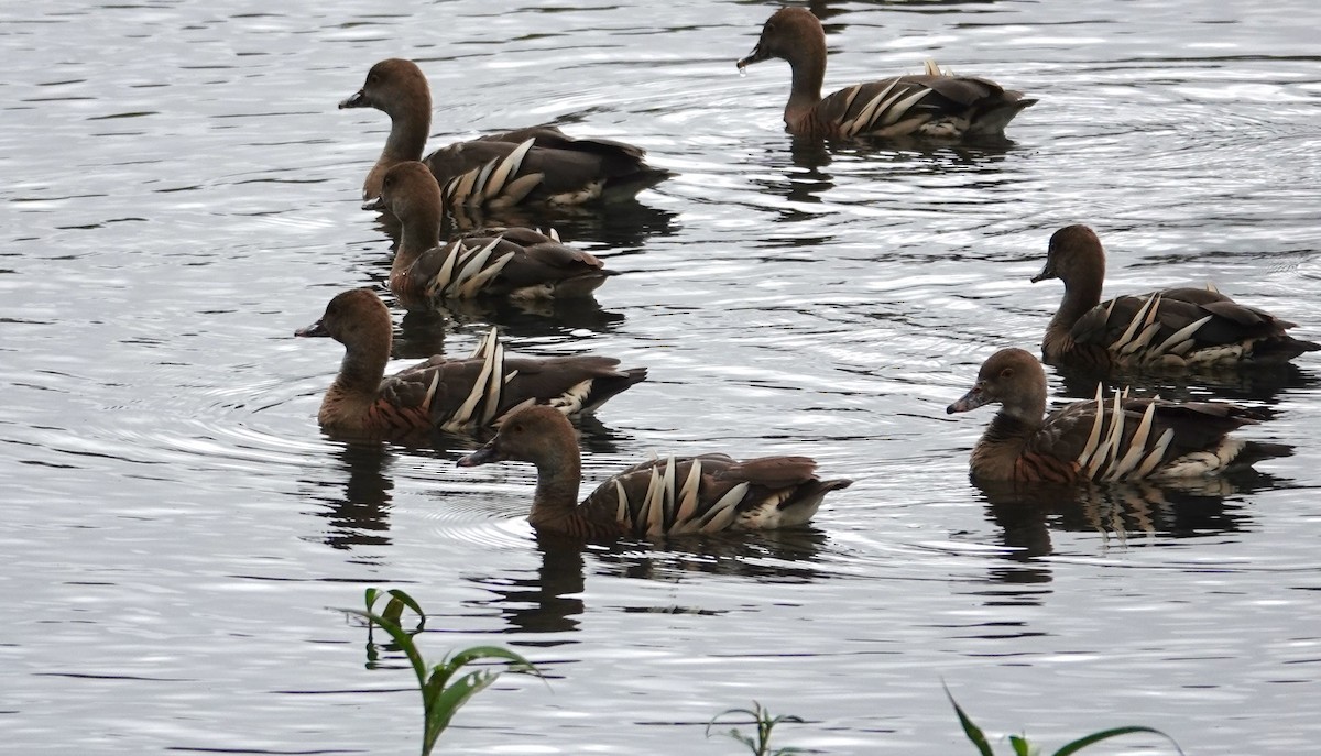 Plumed Whistling-Duck - ML623830727