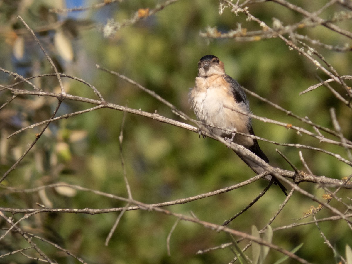 European Red-rumped Swallow - ML623830740