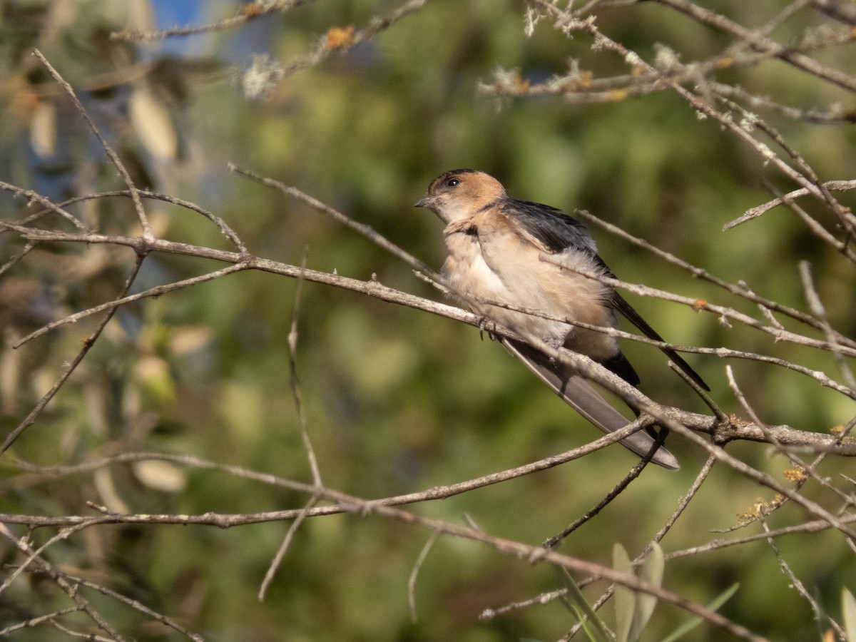 European Red-rumped Swallow - ML623830741