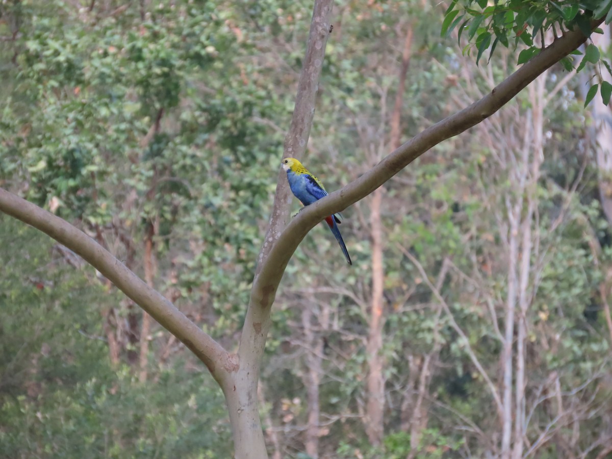 Pale-headed Rosella - Jenny Gursanscky