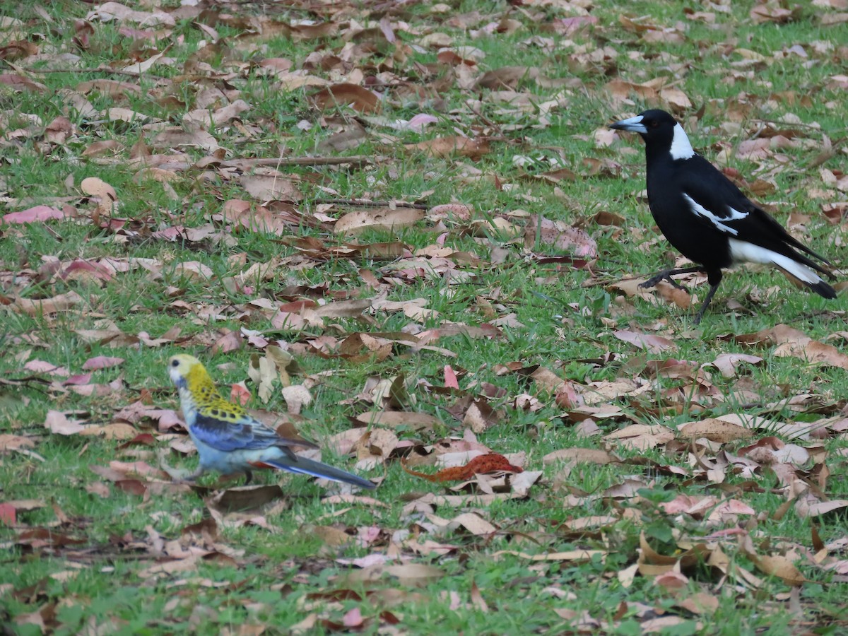 Pale-headed Rosella - ML623830768