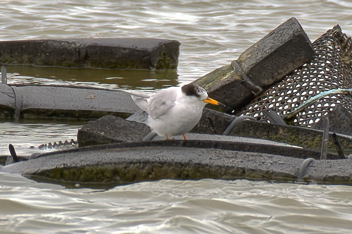 Australian Fairy Tern - ML623830795