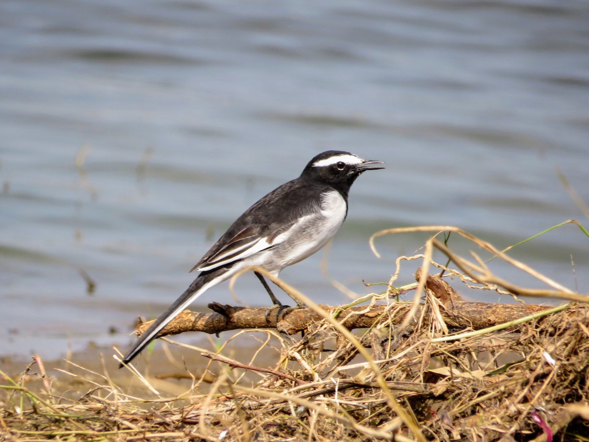 White-browed Wagtail - ML623830830