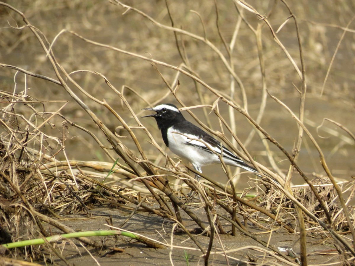 White-browed Wagtail - ML623830831