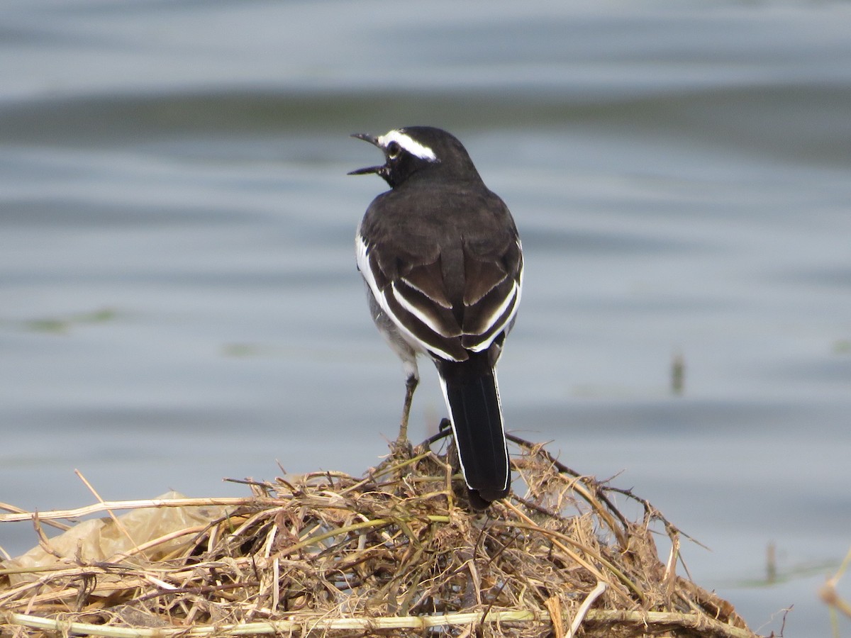 White-browed Wagtail - ML623830833