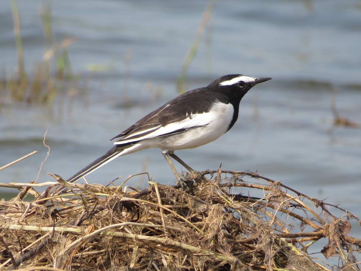 White-browed Wagtail - ML623830834