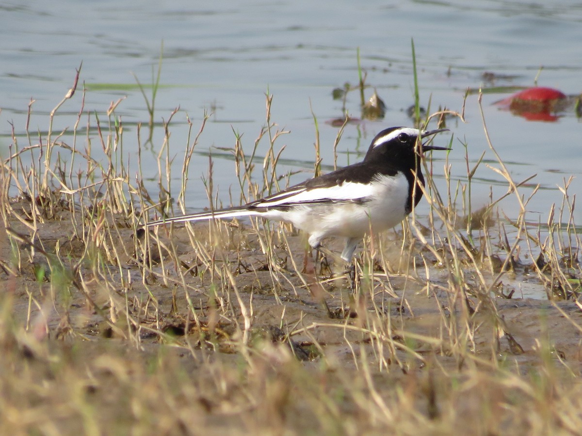 White-browed Wagtail - Mahmadanesh Khira