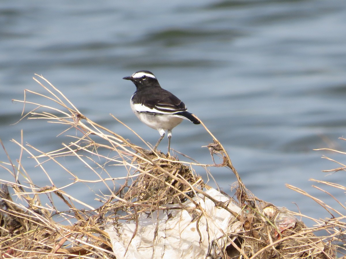 White-browed Wagtail - ML623830839