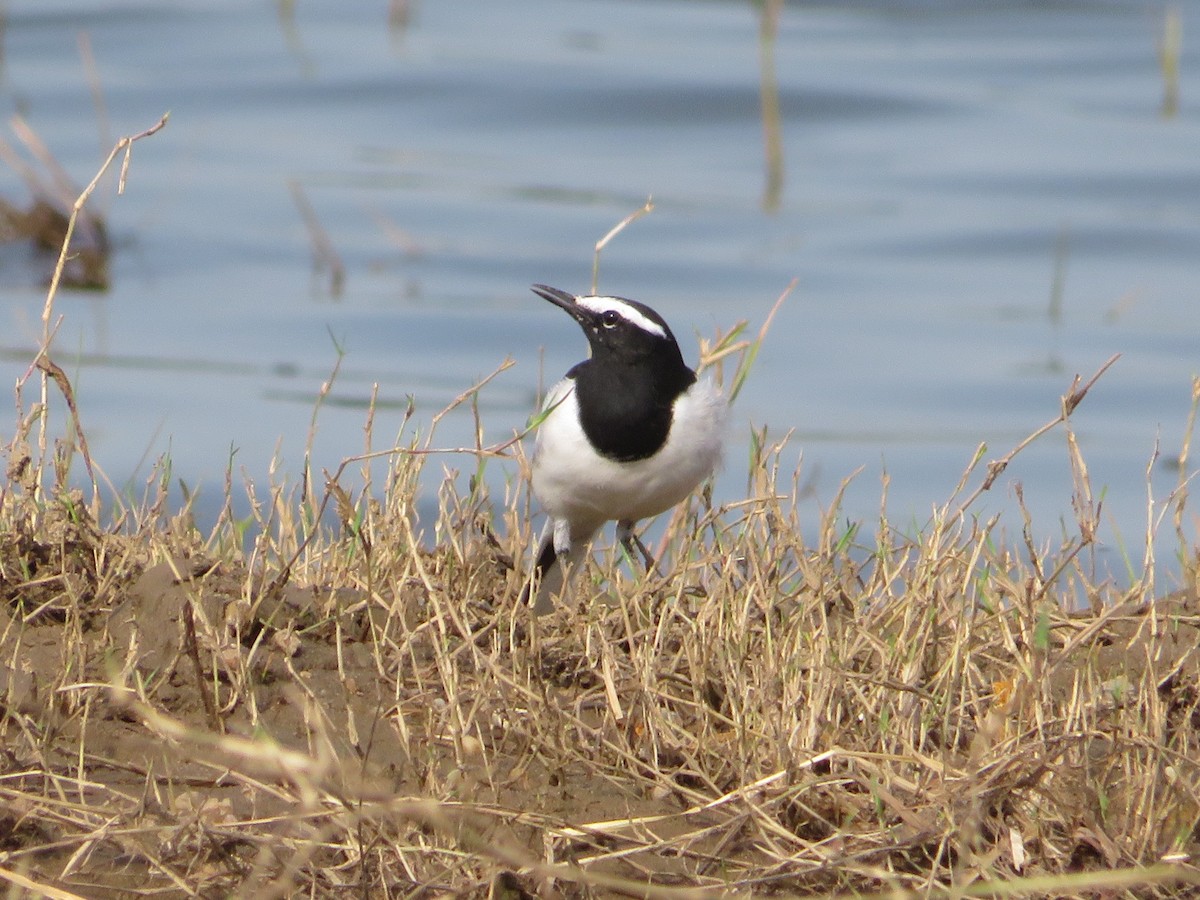 White-browed Wagtail - ML623830841