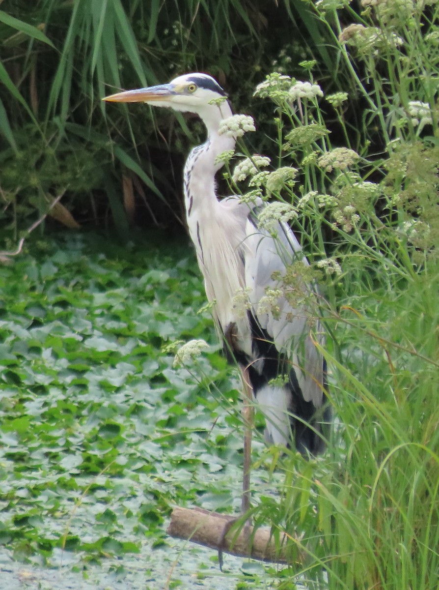 Gray Heron - ML623830842