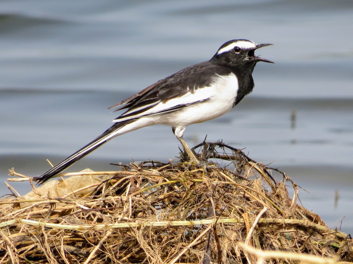 White-browed Wagtail - ML623830870