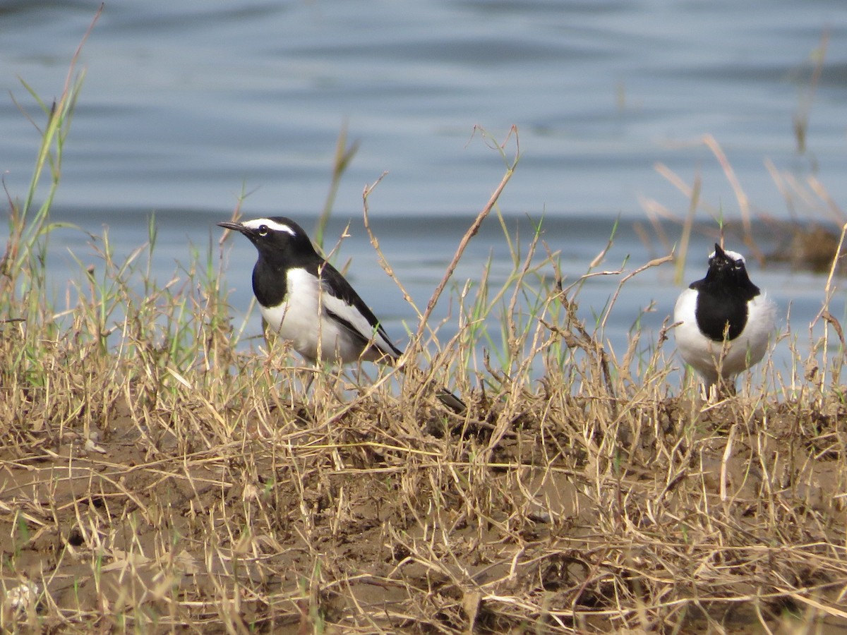 White-browed Wagtail - ML623830871