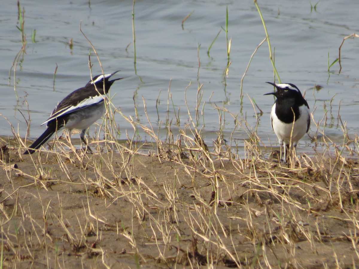 White-browed Wagtail - ML623830872