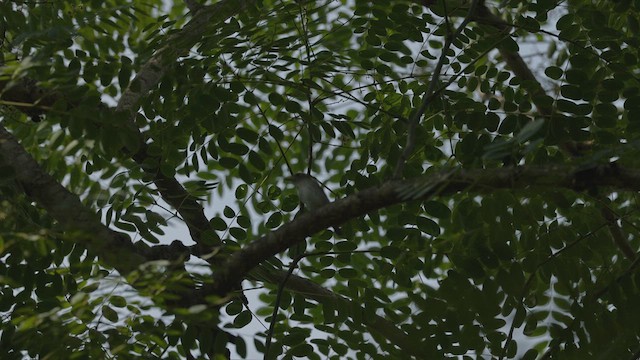 Asian Brown Flycatcher - ML623830891