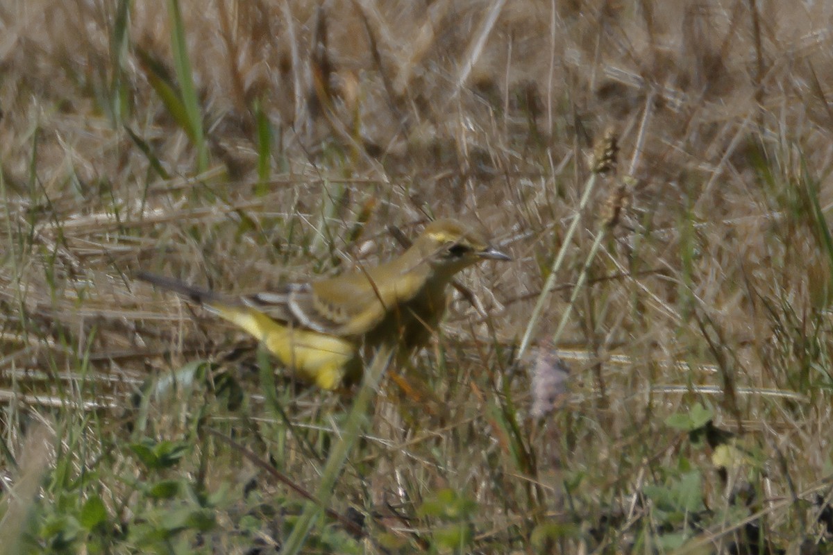 Western Yellow Wagtail (flavissima) - Javier De Las Heras