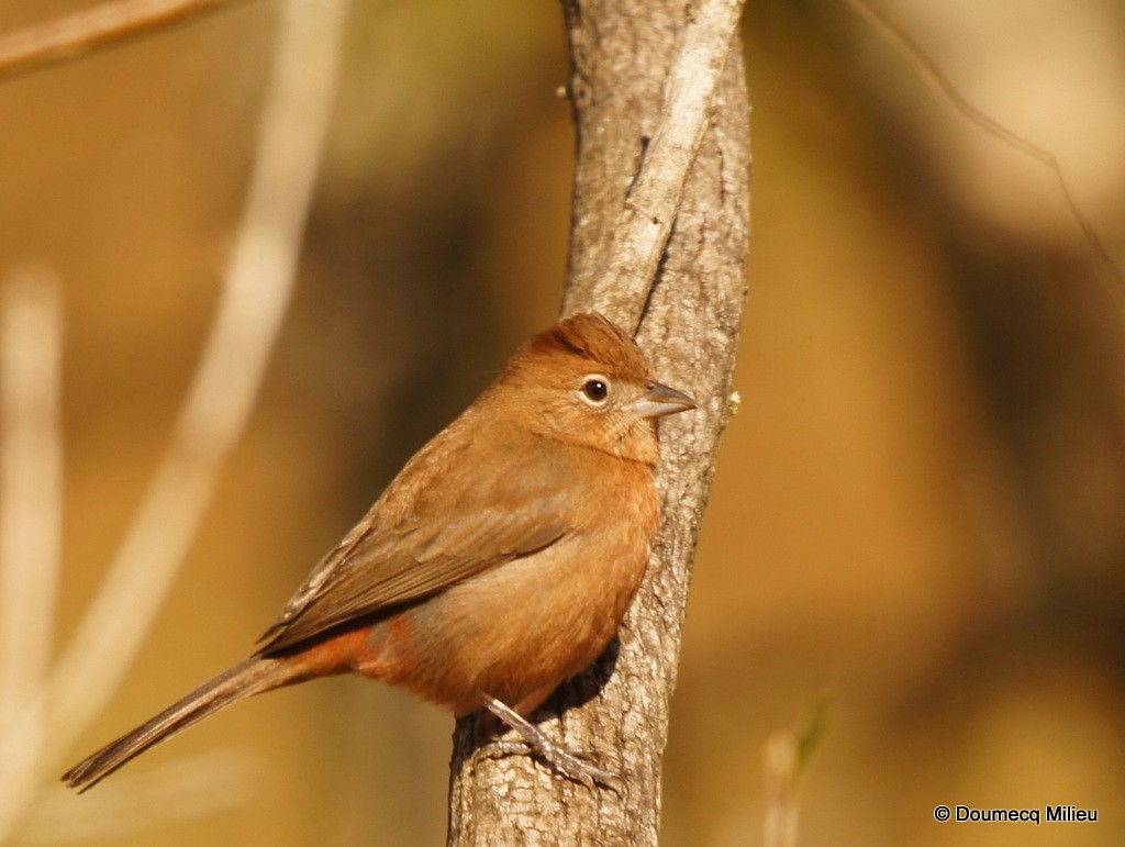 Red-crested Finch - Ricardo  Doumecq Milieu