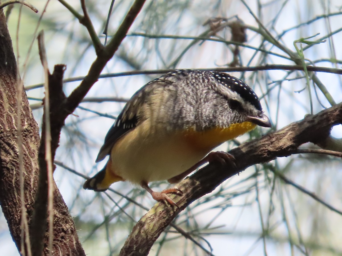 Pardalote pointillé - ML623830921