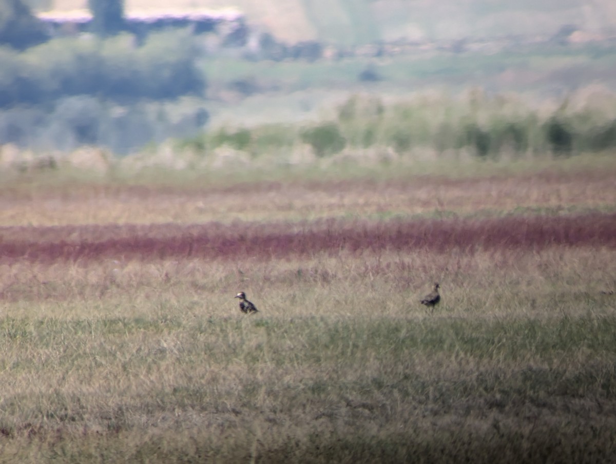 Pacific Golden-Plover - ML623830924