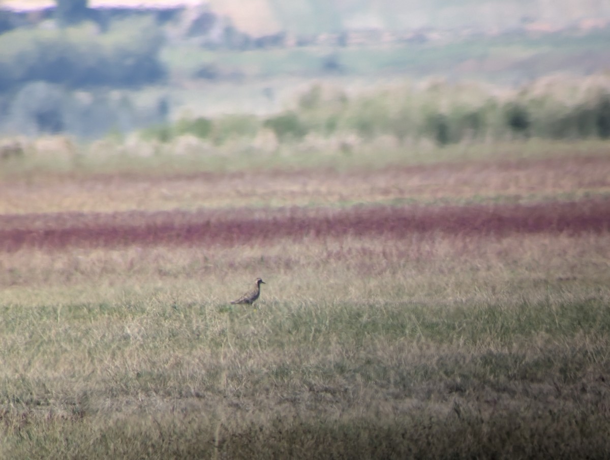 Pacific Golden-Plover - ML623830925