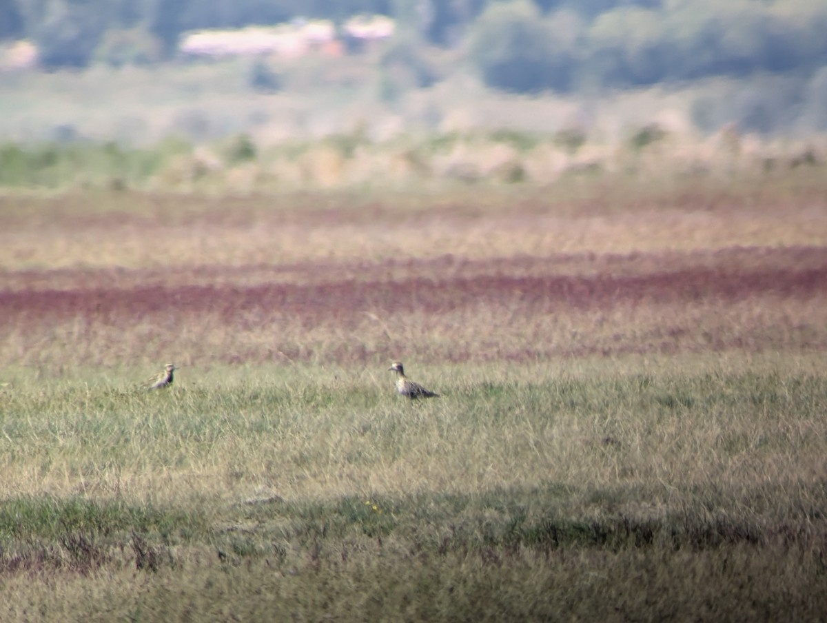 Pacific Golden-Plover - ML623830926