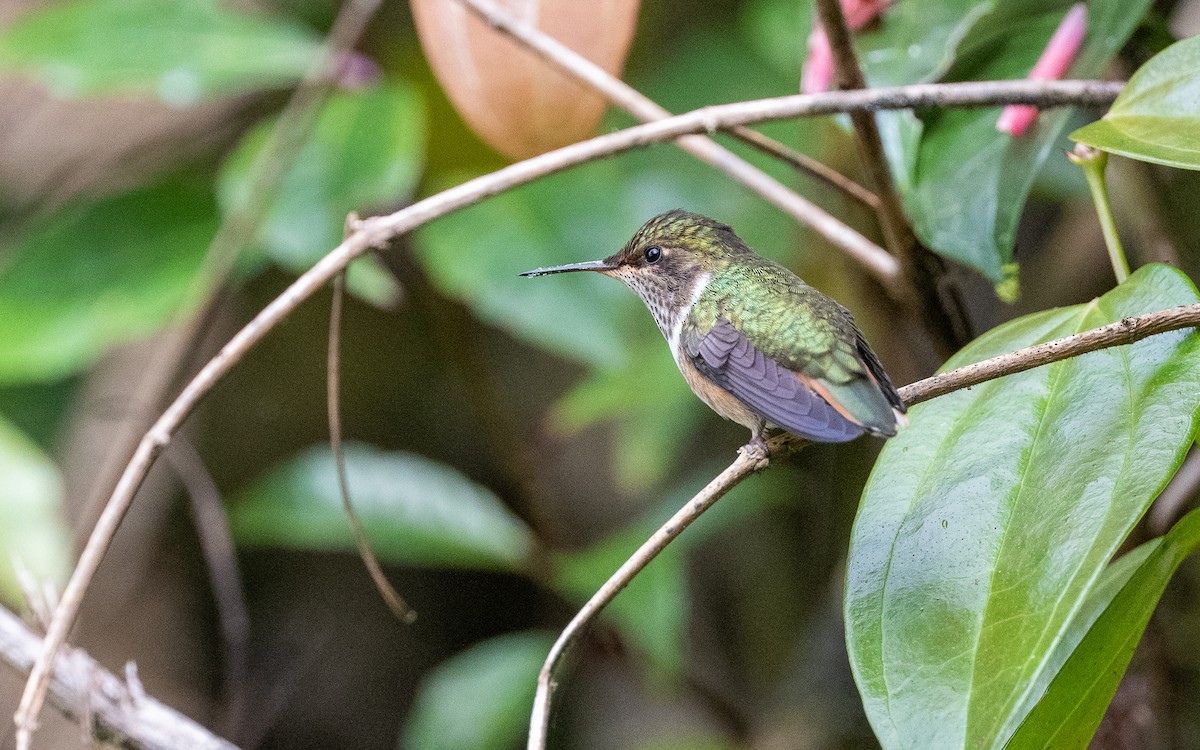 Volcano Hummingbird - ML623830931