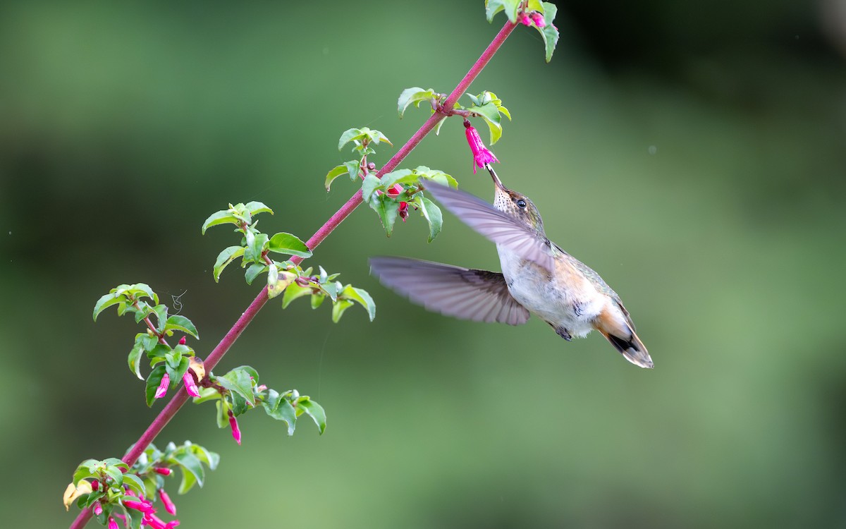 Volcano Hummingbird - ML623830934