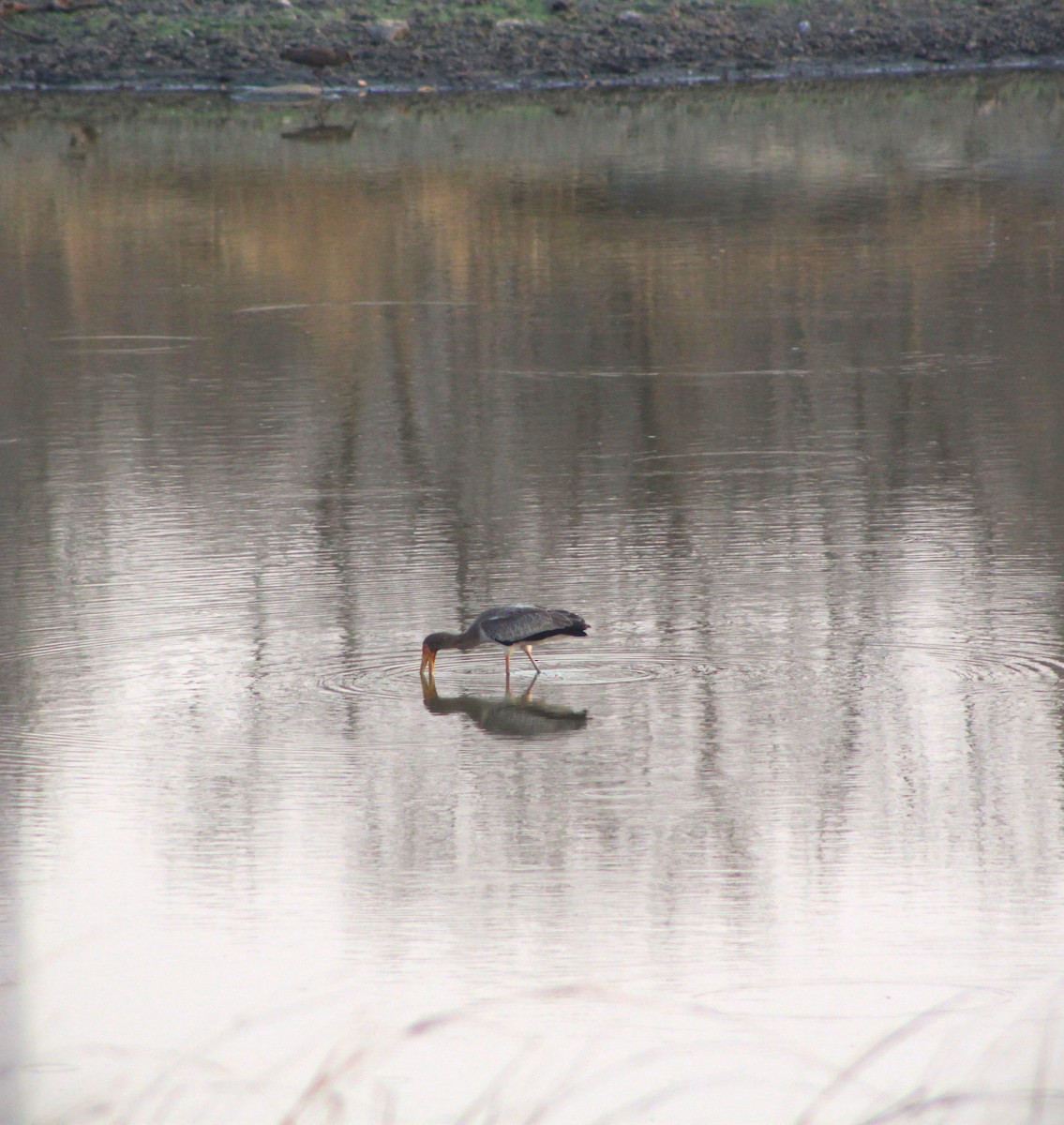 Yellow-billed Stork - ML623830937