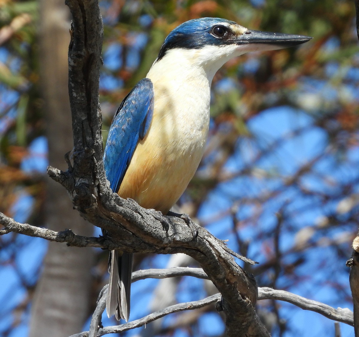 Sacred Kingfisher (Australasian) - ML623830967