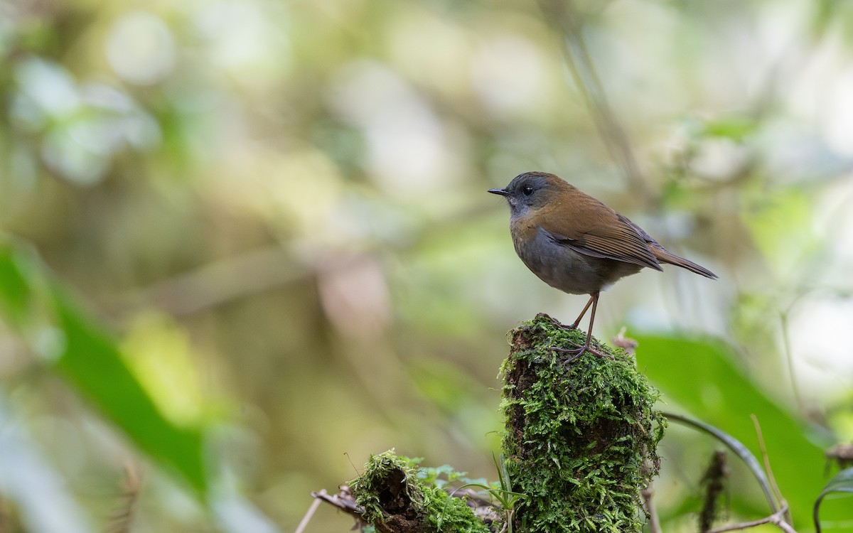 Black-billed Nightingale-Thrush - ML623830971