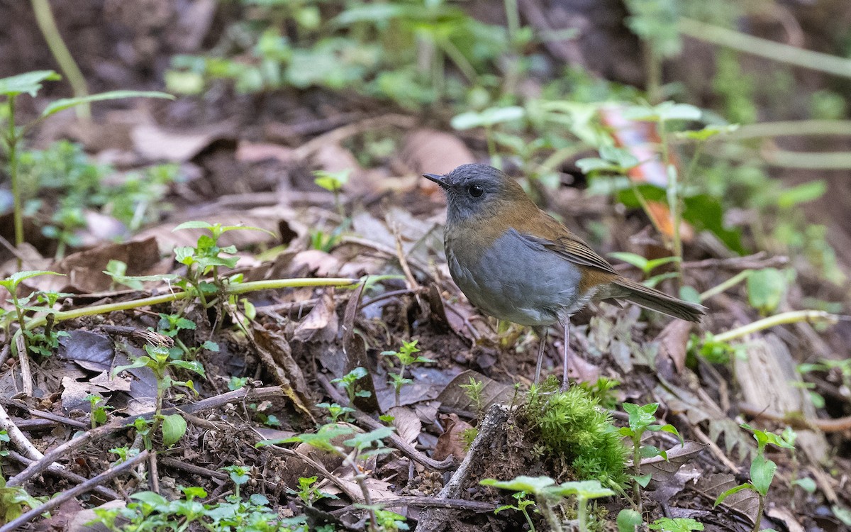 Black-billed Nightingale-Thrush - ML623830972