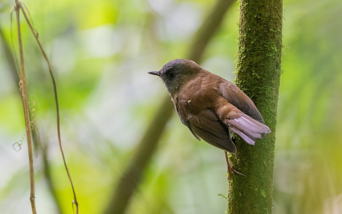 Black-billed Nightingale-Thrush - Serge Horellou