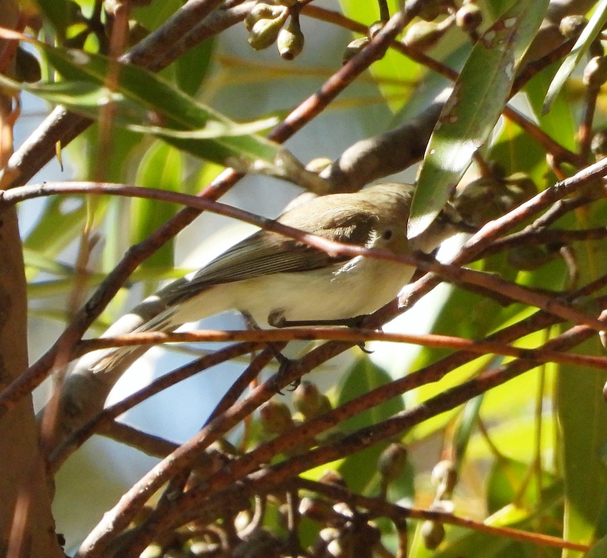 Western Gerygone - ML623830991