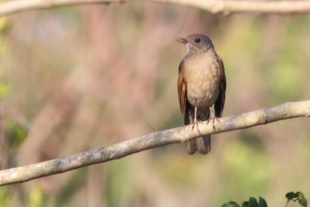 Pale-breasted Thrush - ML623831002