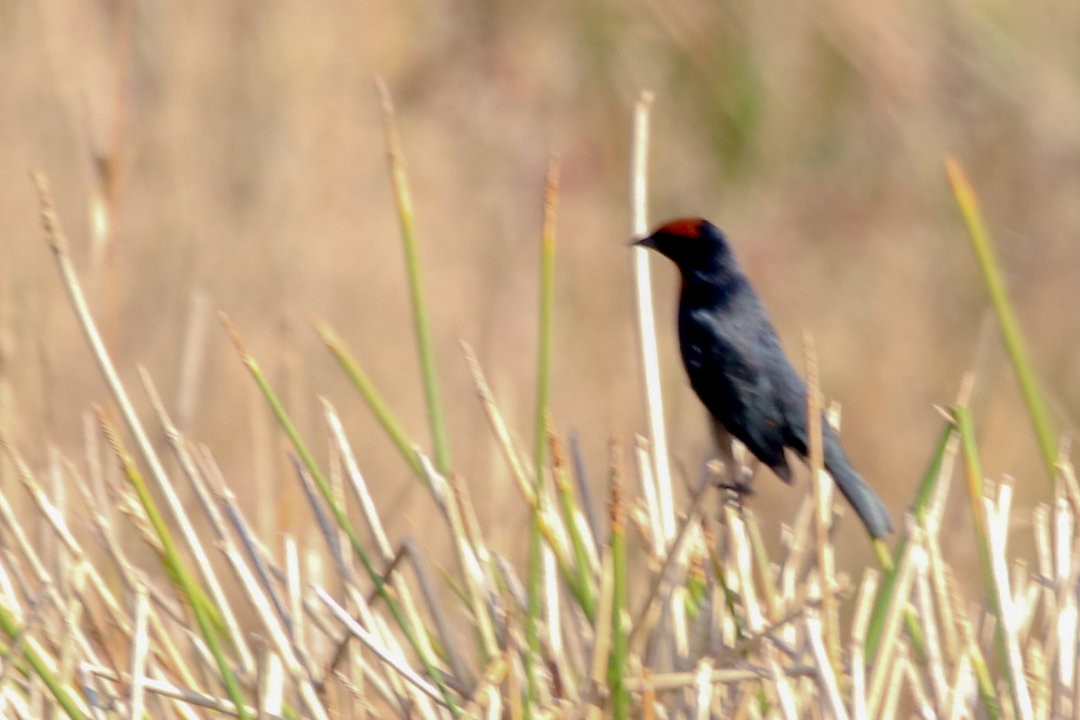 Chestnut-capped Blackbird - ML623831006