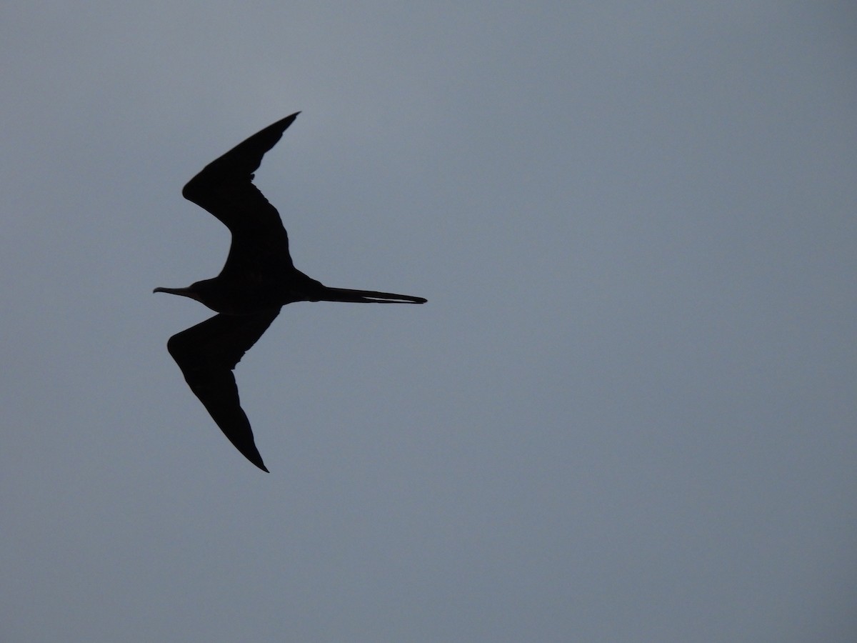 Great Frigatebird - ML623831010