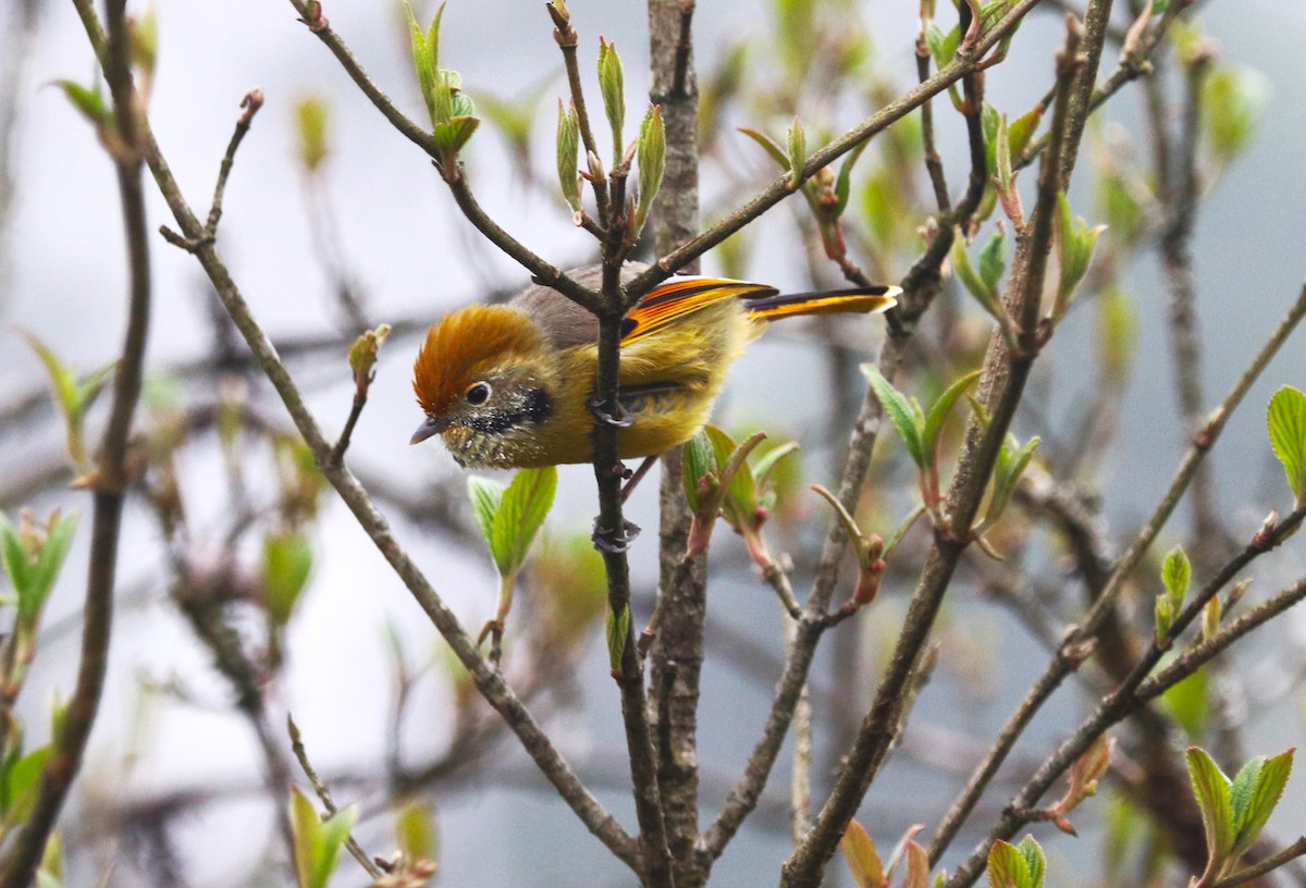 Chestnut-tailed Minla - Sunil Zaveri