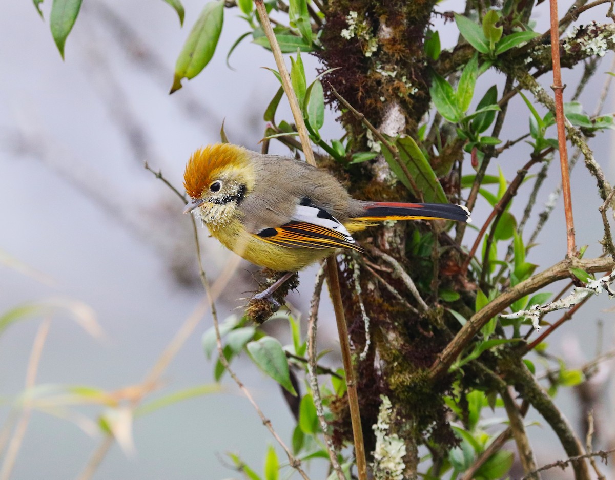 Chestnut-tailed Minla - Sunil Zaveri