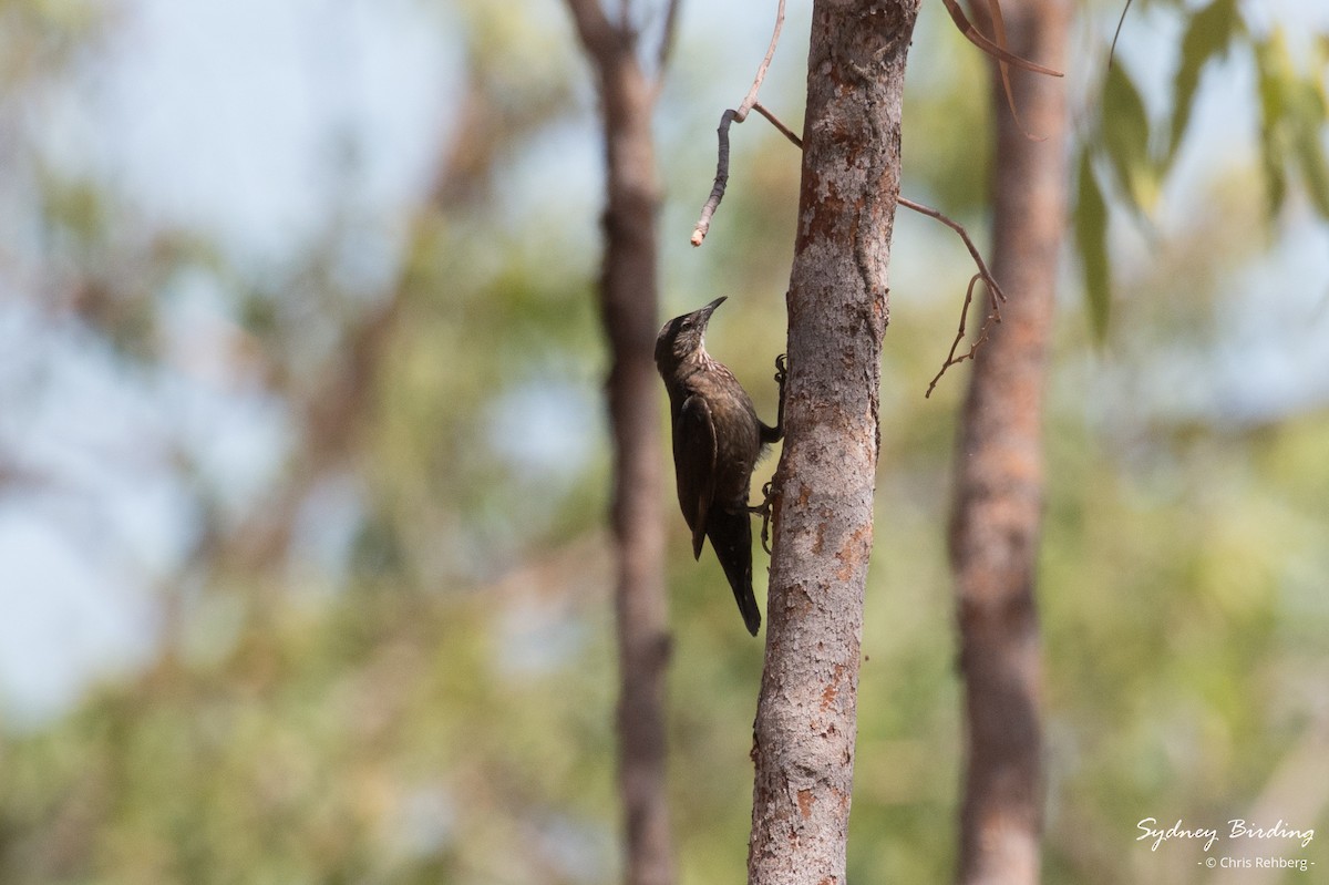 Black-tailed Treecreeper - ML623831037