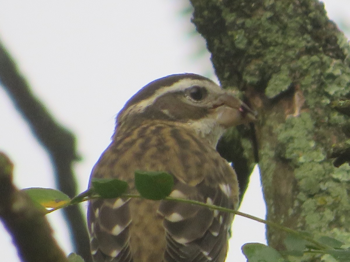 Rose-breasted Grosbeak - ML623831038